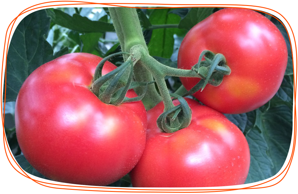 白神ファームの野菜　トマト
